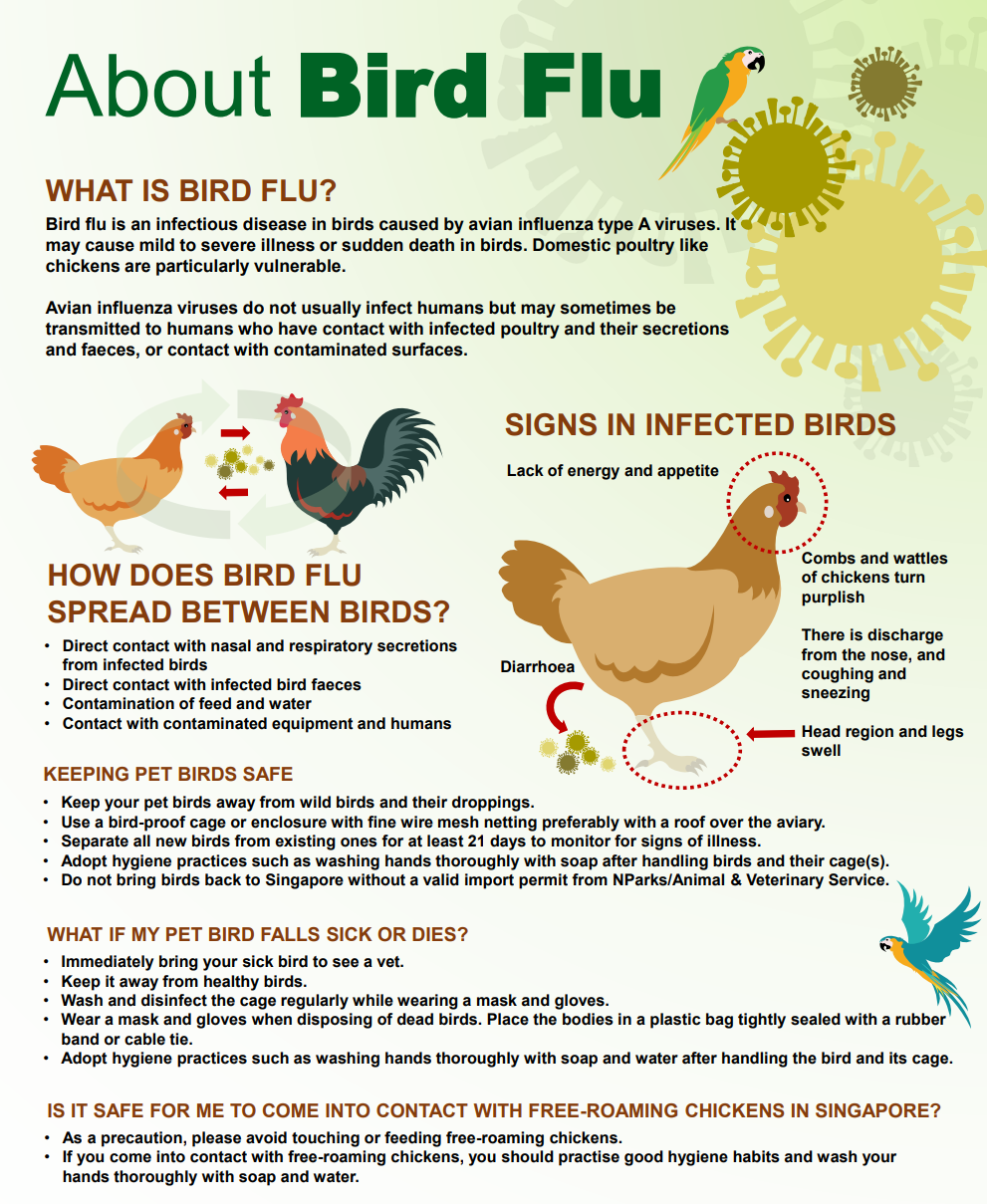 Bird Flu